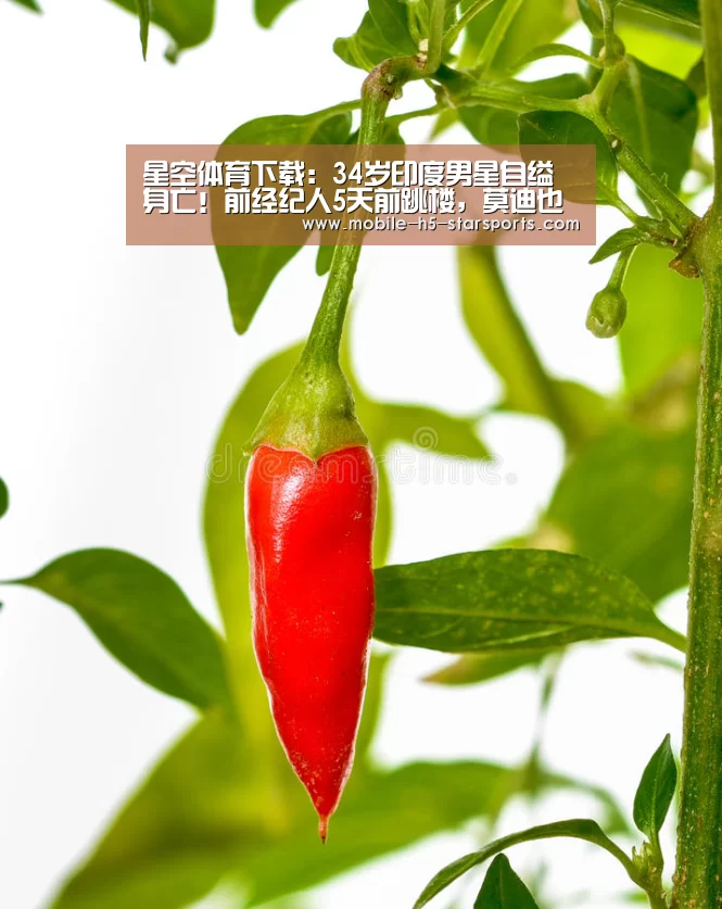 星空体育app